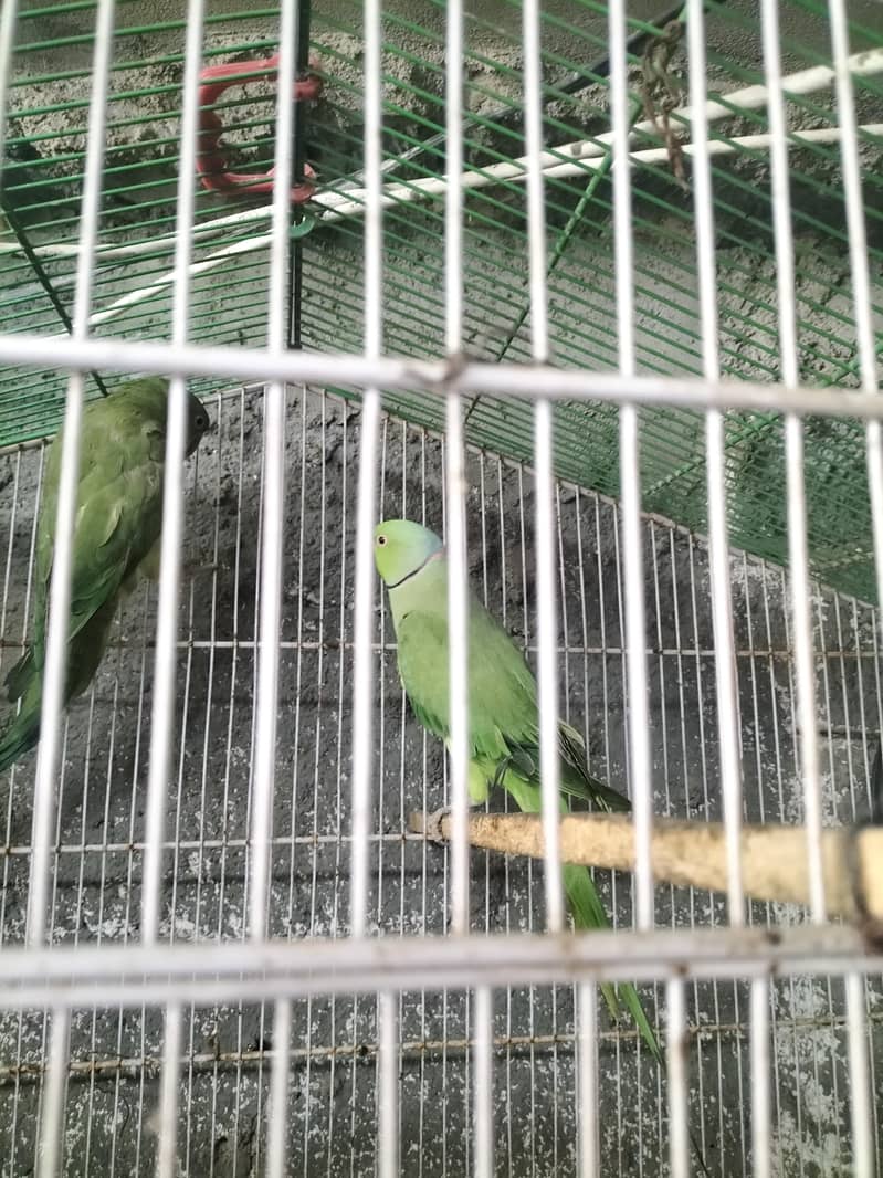 breading pair Raw parrot 14