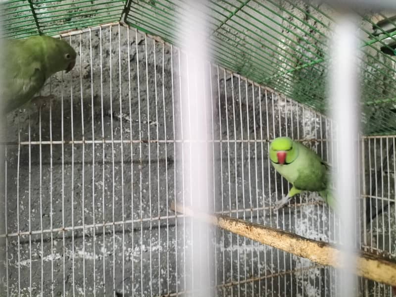 breading pair Raw parrot 15