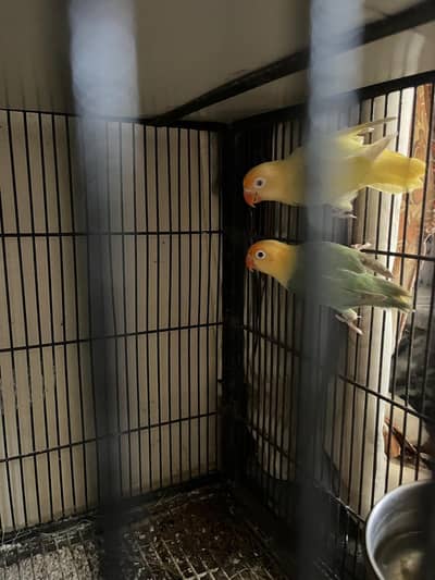 sarae breeder pair hae or available hae love bird , cocktail,and conur