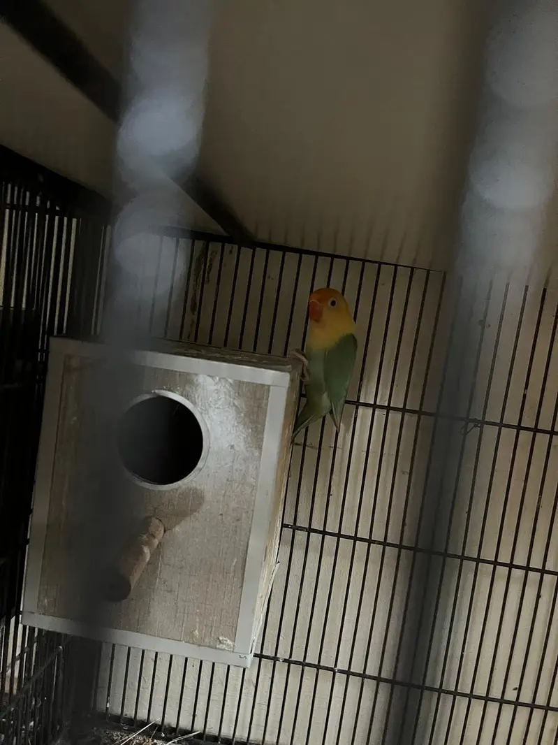 sarae breeder pair hae or available hae love bird , cocktail,and conur — photo 2