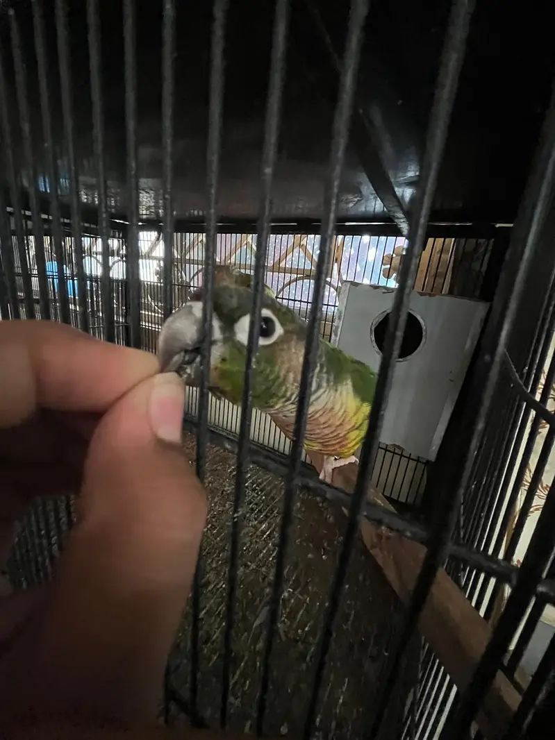sarae breeder pair hae or available hae love bird , cocktail,and conur — photo 3