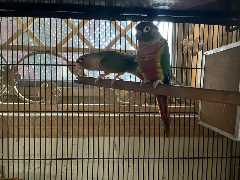 sarae breeder pair hae or available hae love bird , cocktail,and conur — photo 4