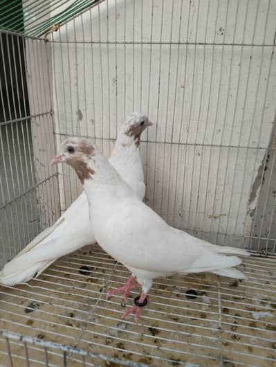 indian Galway