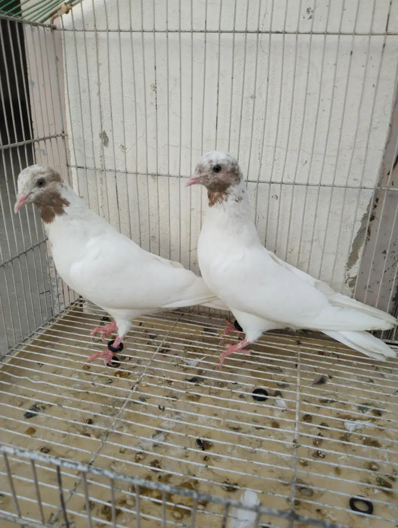 indian Galway — photo 2