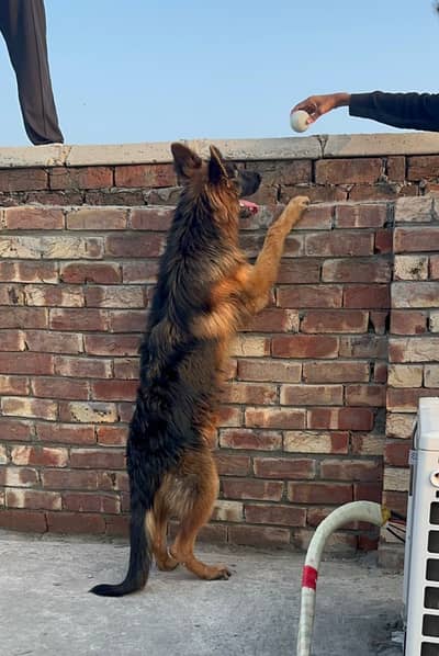 German Shepherd Male | Imported Bloodline | GSD dog | long coat
