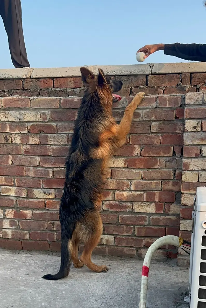 German Shepherd Male | Imported Bloodline | GSD dog | long coat