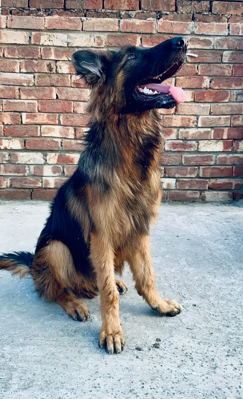 German Shepherd Male | Imported Bloodline | GSD dog | long coat — photo 2