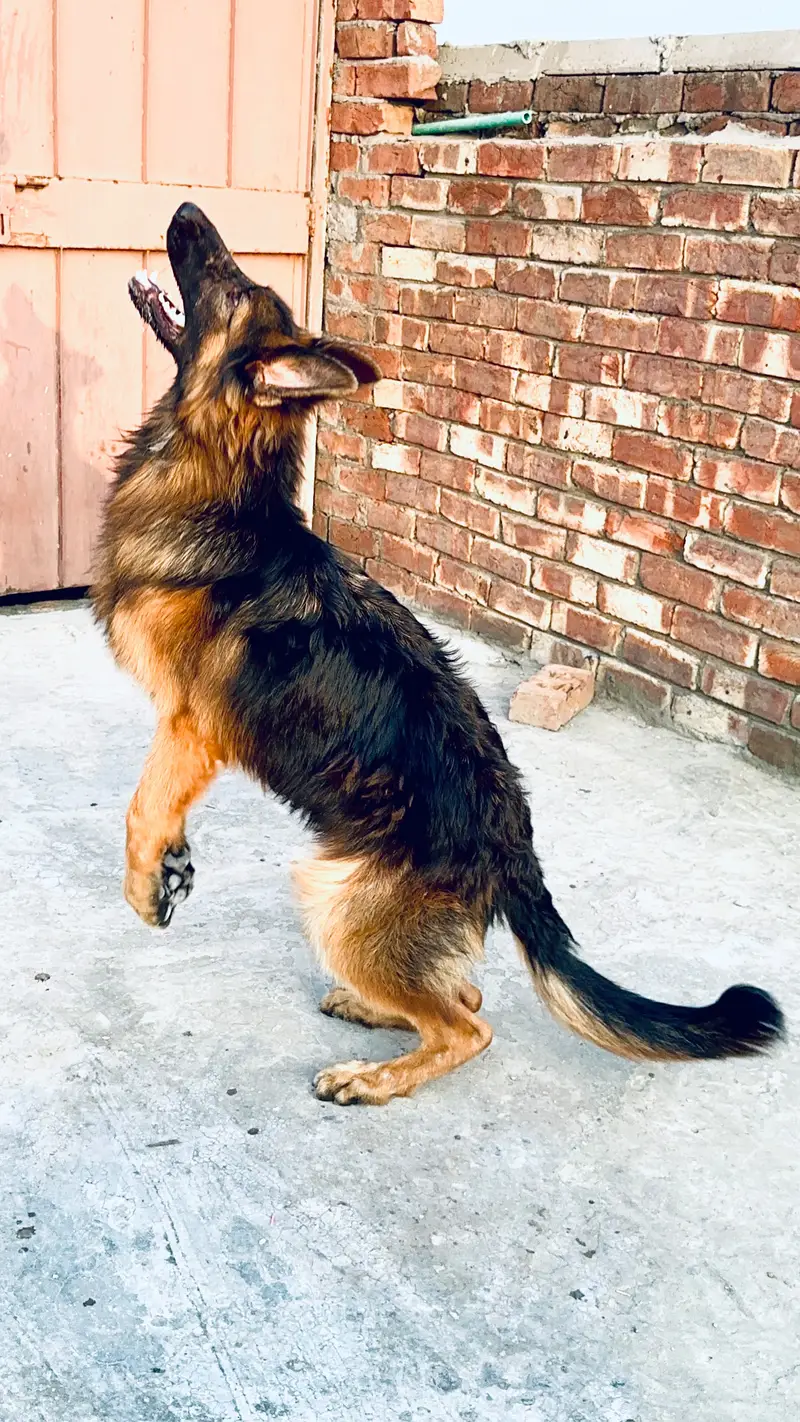 German Shepherd Male | Imported Bloodline | GSD dog | long coat — photo 3
