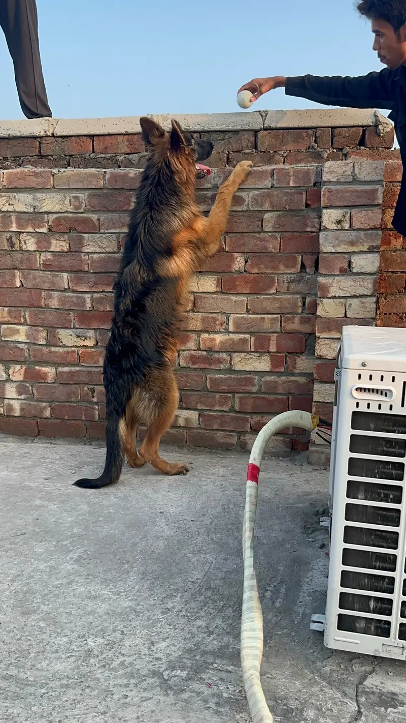 German Shepherd Male | Imported Bloodline | GSD dog | long coat — photo 5