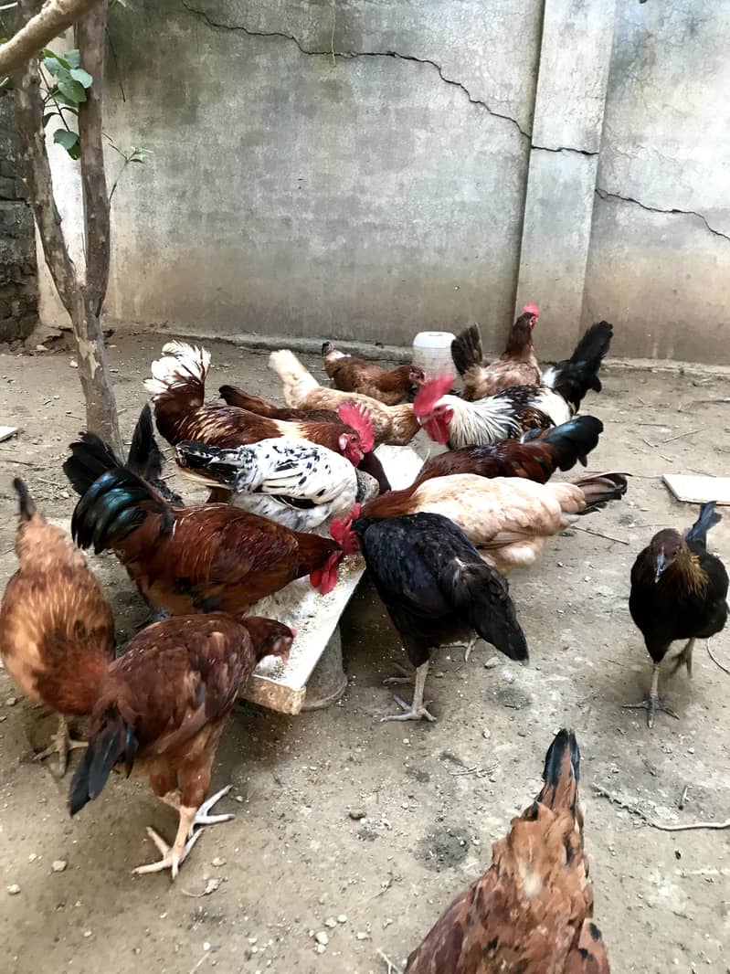 Egg Laying Hens 0