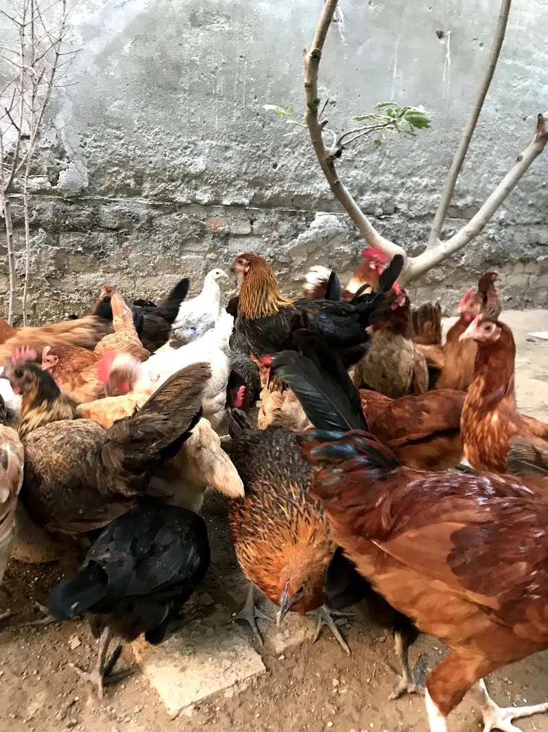 Egg Laying Hens — photo 2