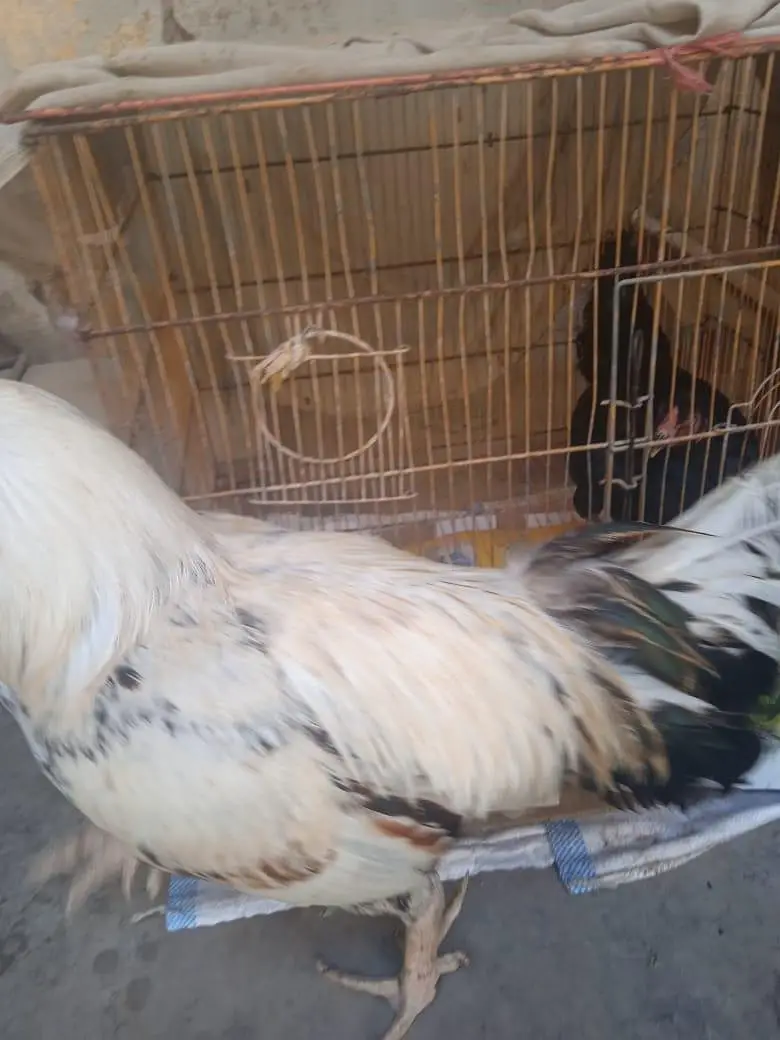 Aseel murgha for sale — photo 2