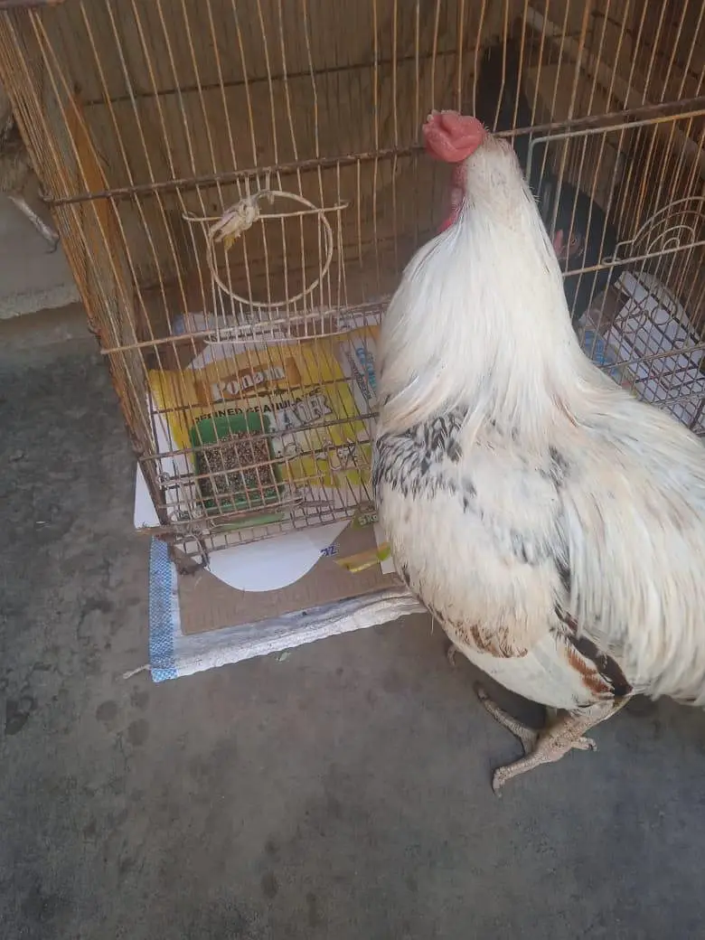 Aseel murgha for sale — photo 3