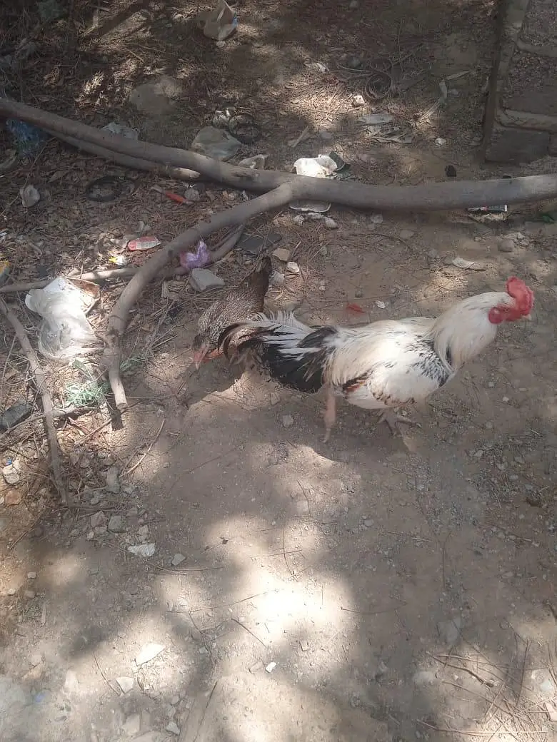 Aseel murgha for sale — photo 4