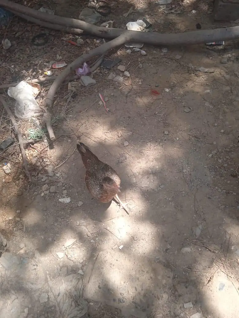 Aseel murgha for sale — photo 5