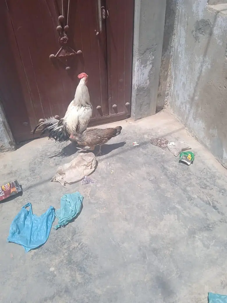 Aseel murgha for sale — photo 6