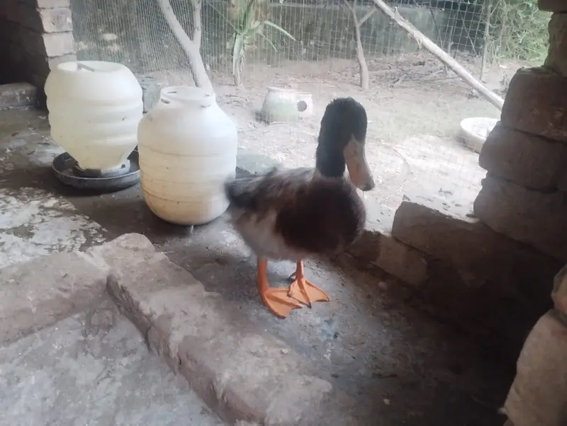 17 week old healthy male khaki campbell for sale — photo 2