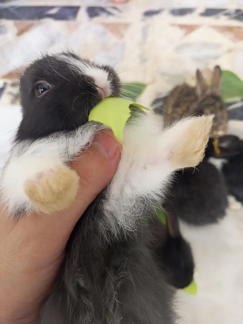 Angora bunnies — photo 2