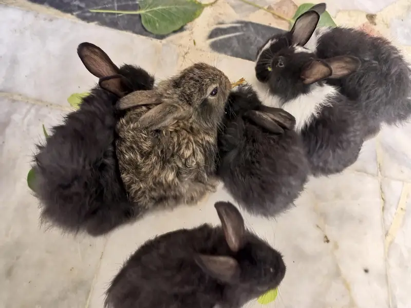 Angora bunnies — photo 3