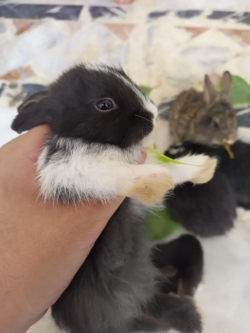 Angora bunnies — photo 4