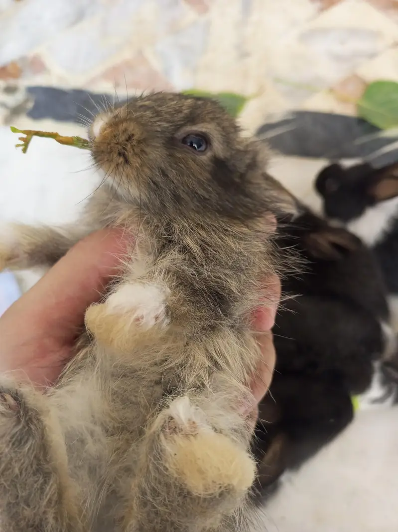Angora bunnies — photo 5