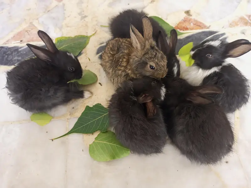 Angora bunnies — photo 6