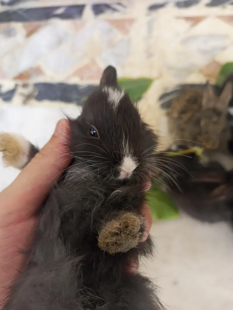 Angora bunnies — photo 7