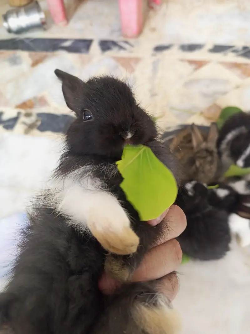 Angora bunnies — photo 8