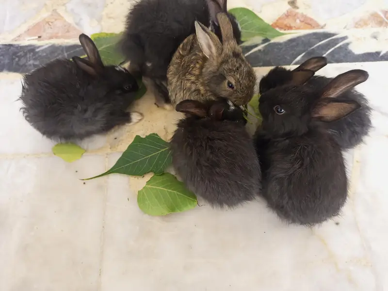 Angora bunnies — photo 10