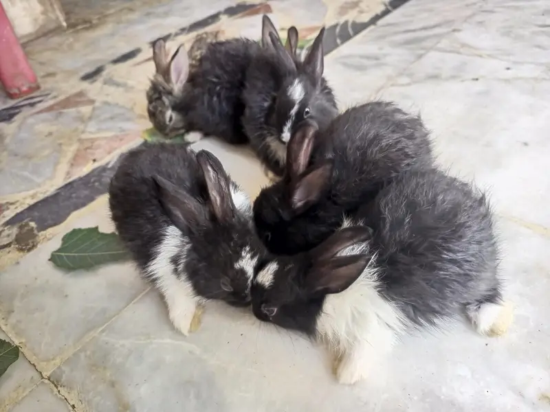 Angora bunnies — photo 11