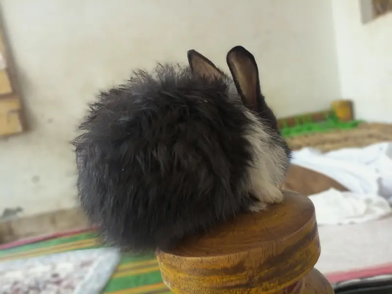 Angora bunnies — photo 12