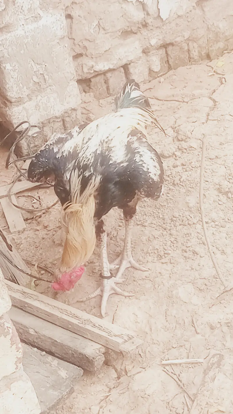 pure assel sindhu or shamo kars lasa ho raha wa — photo 2