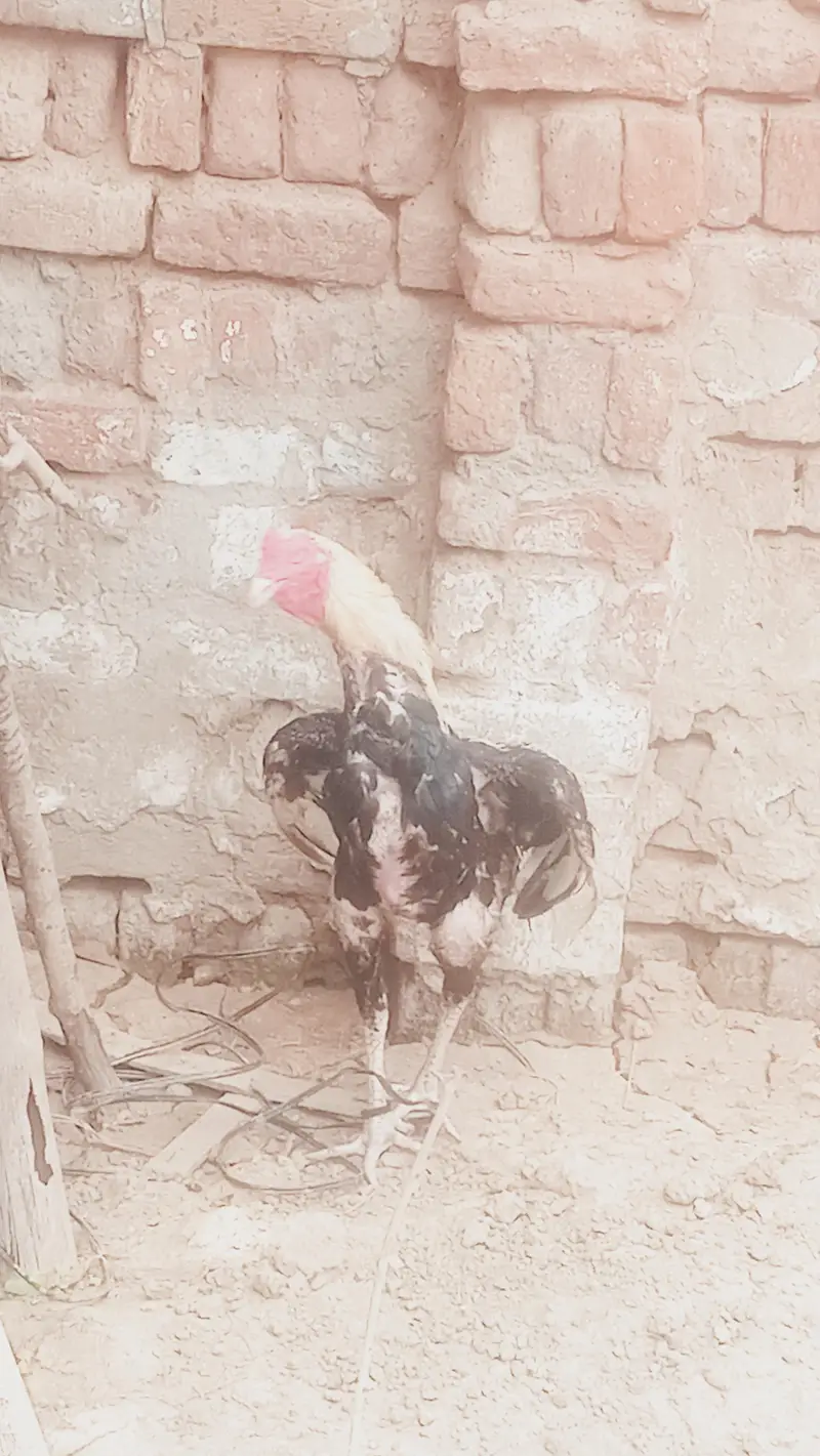 pure assel sindhu or shamo kars lasa ho raha wa — photo 4