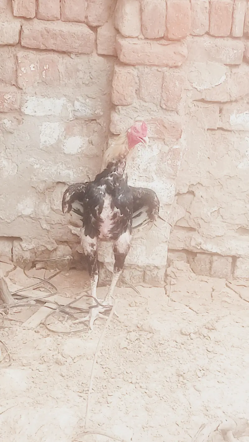 pure assel sindhu or shamo kars lasa ho raha wa — photo 5