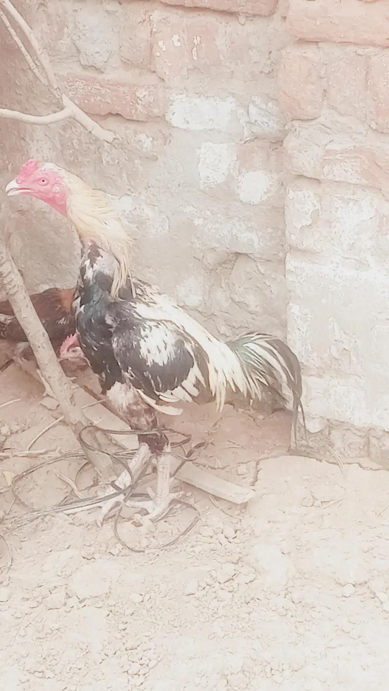 pure assel sindhu or shamo kars lasa ho raha wa — photo 6