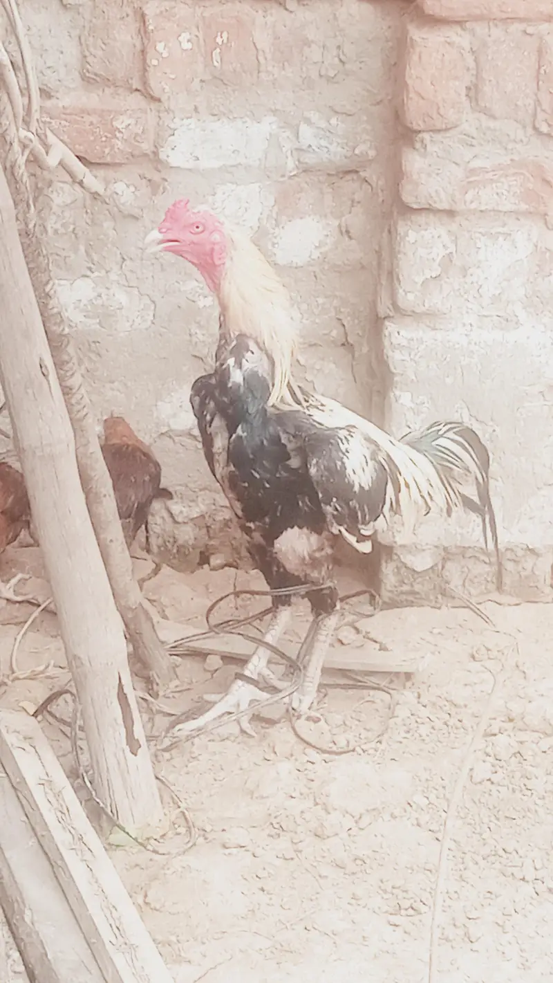 pure assel sindhu or shamo kars lasa ho raha wa — photo 8