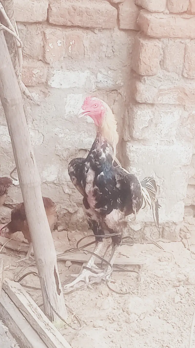 pure assel sindhu or shamo kars lasa ho raha wa — photo 9