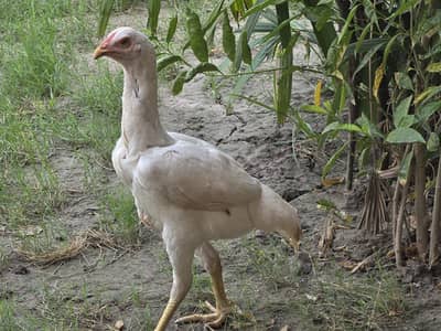 White Aseel