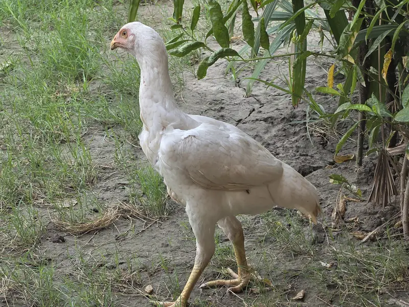 White Aseel — photo 3