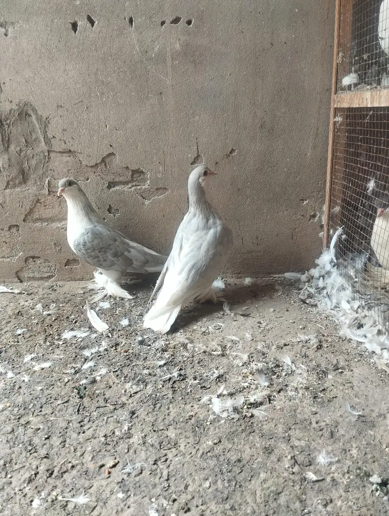 silver Lahori sherazi breeder pair 03110144020 — photo 2