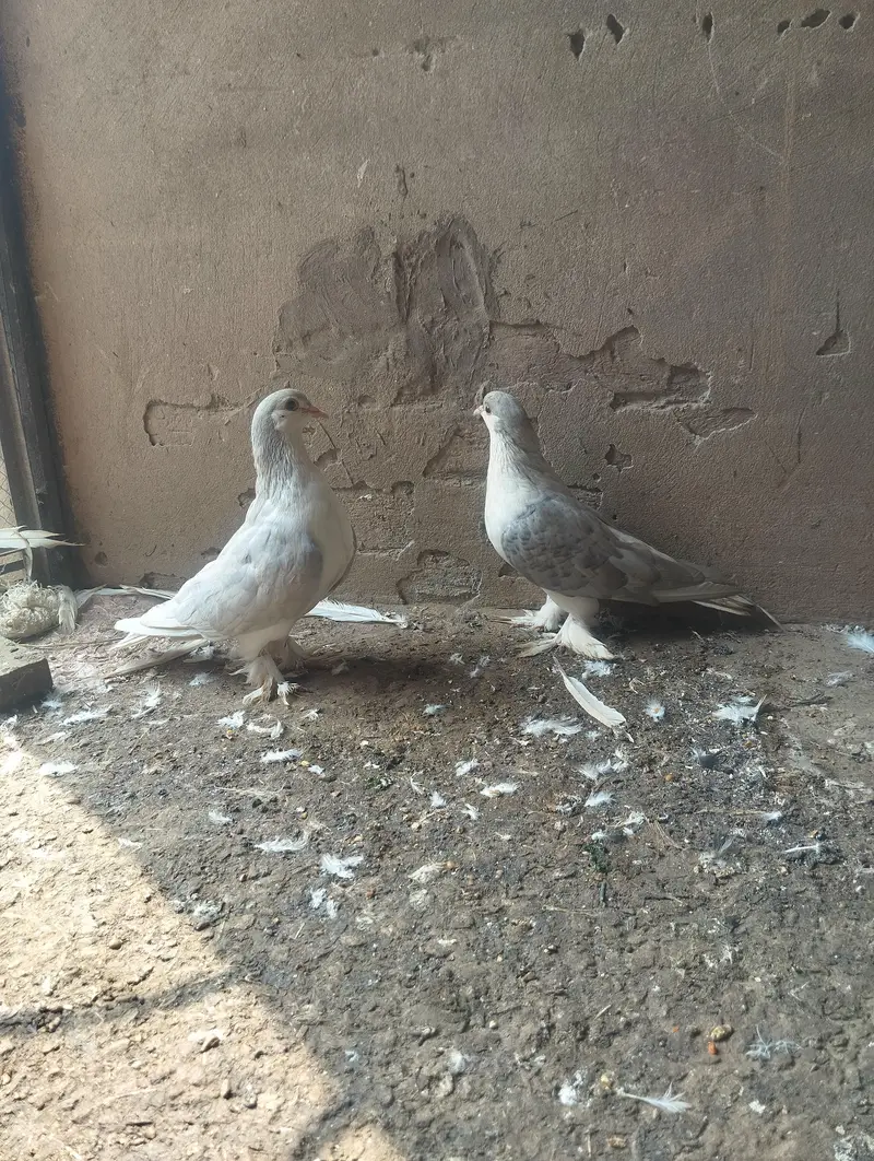 silver Lahori sherazi breeder pair 03110144020 — photo 3