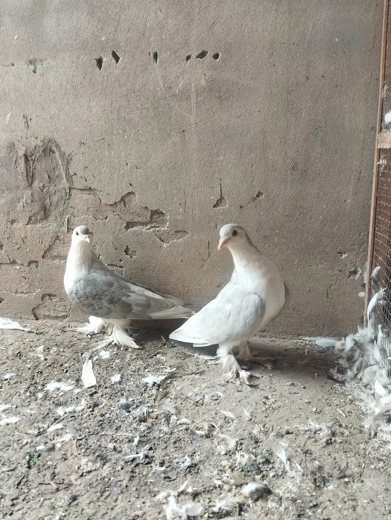silver Lahori sherazi breeder pair 03110144020 — photo 4