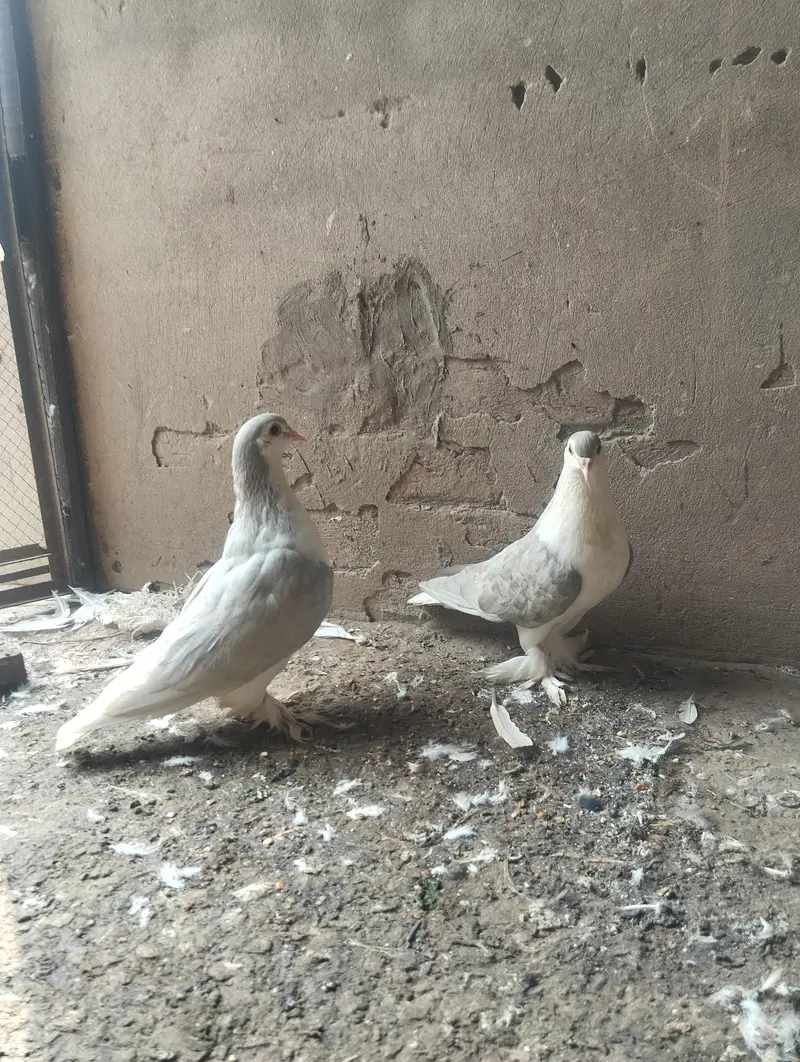 silver Lahori sherazi breeder pair 03110144020 — photo 5