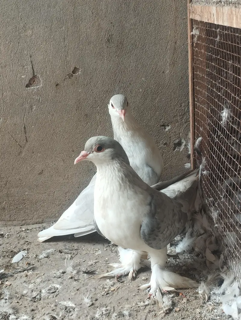 silver Lahori sherazi breeder pair 03110144020 — photo 6