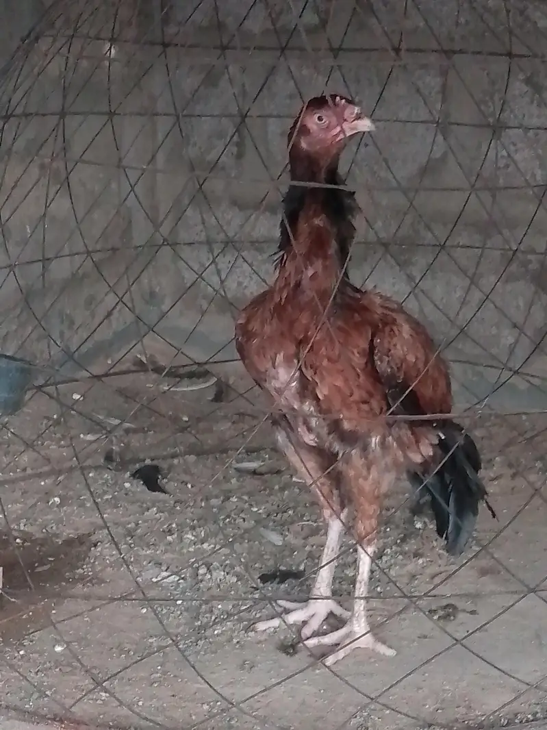 selling Khajorri female — photo 2