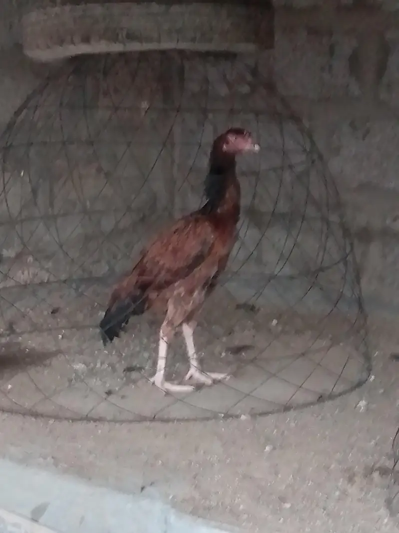 selling Khajorri female — photo 3