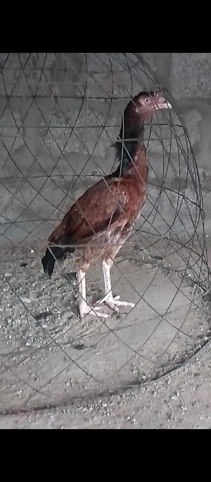 selling Khajorri female — photo 4