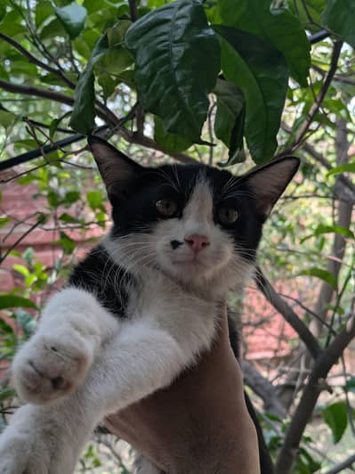 mix breed persion cat