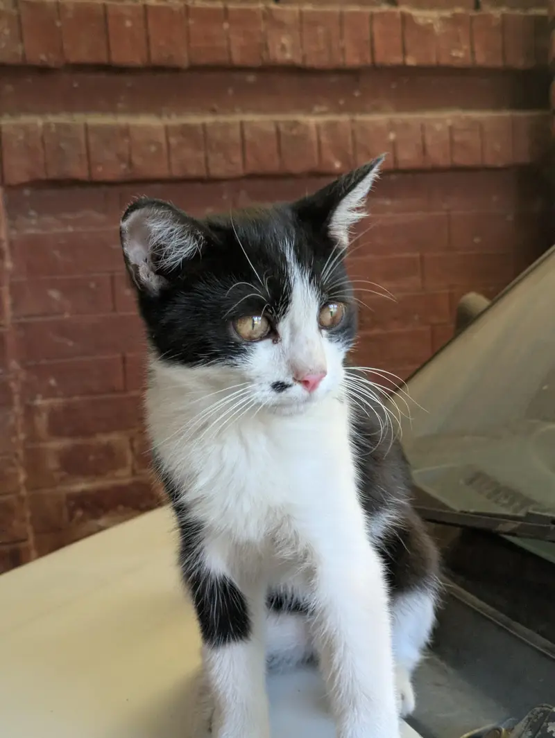 mix breed persion cat — photo 2