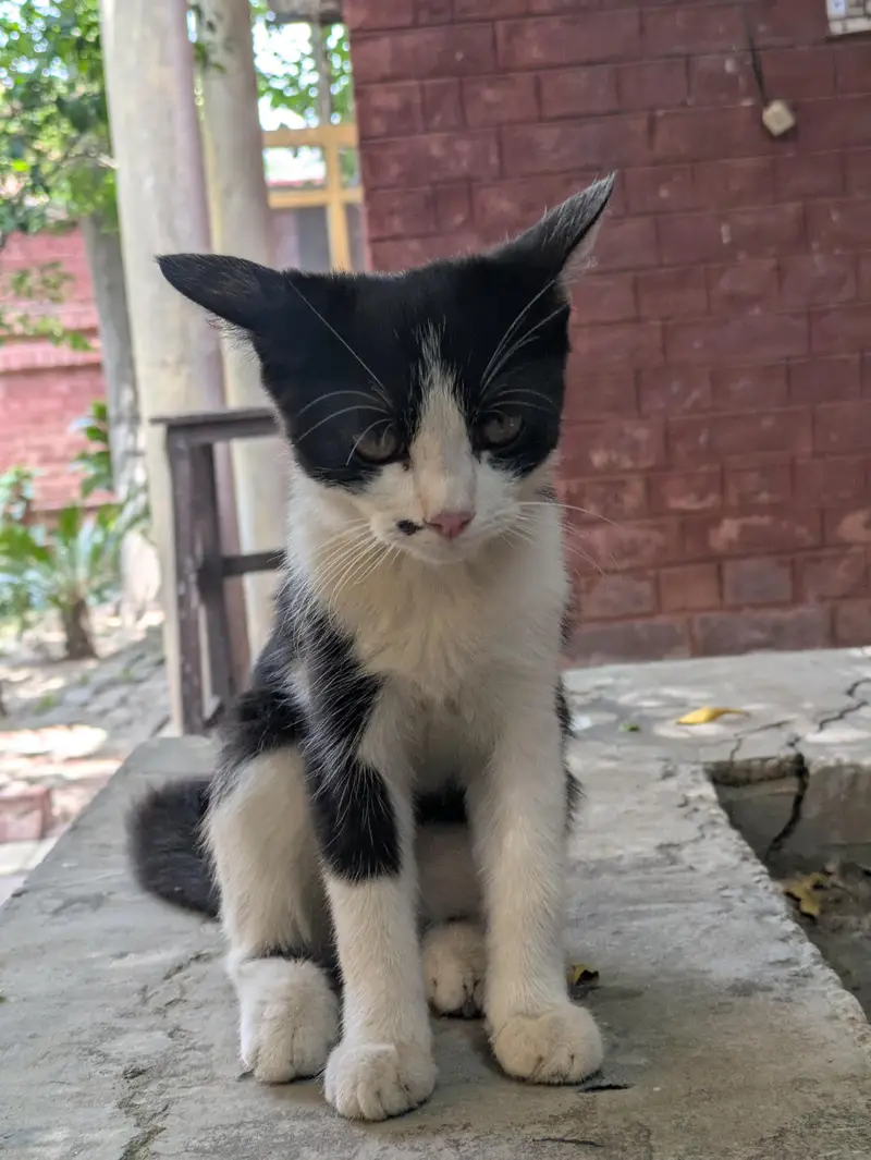 mix breed persion cat — photo 3